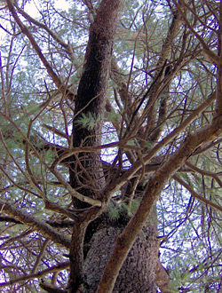 Massive pine at Beebe Woods