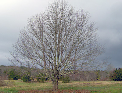 Bare branches, Maple tree in abandoned field, Cardoza Farm