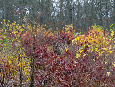 Fall colors at Dupee parcel.