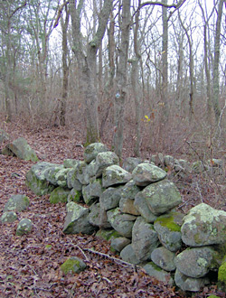 Old stone walls alongside trail at Mock Moraine.