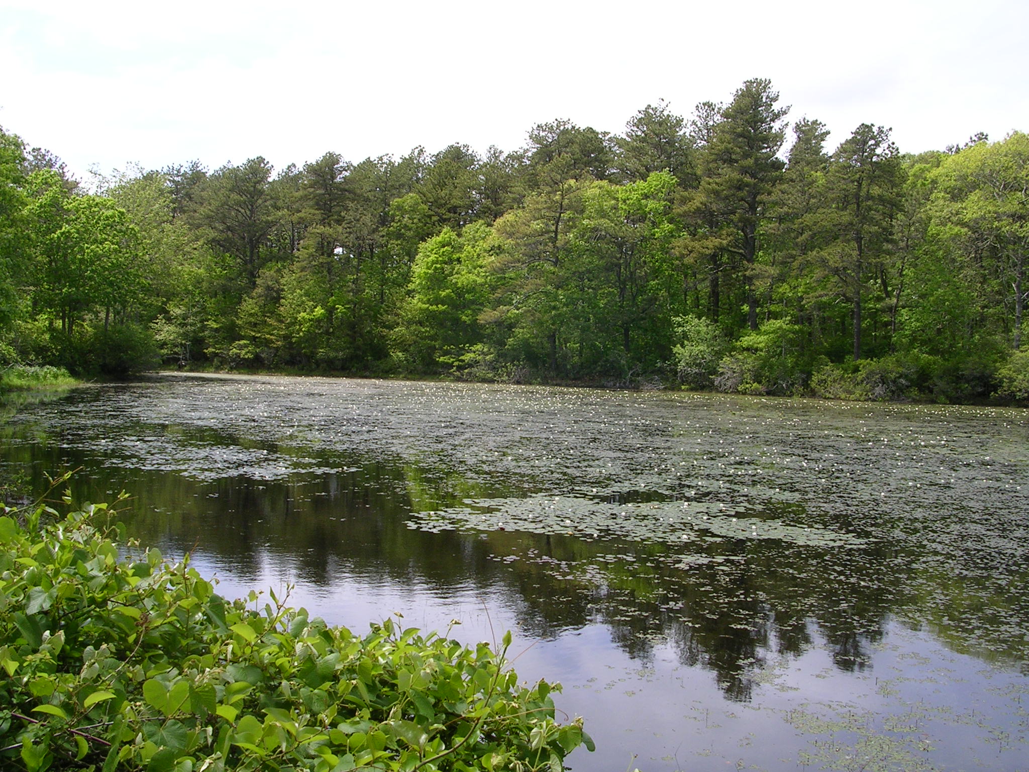 Water lilies at Crooked Pond