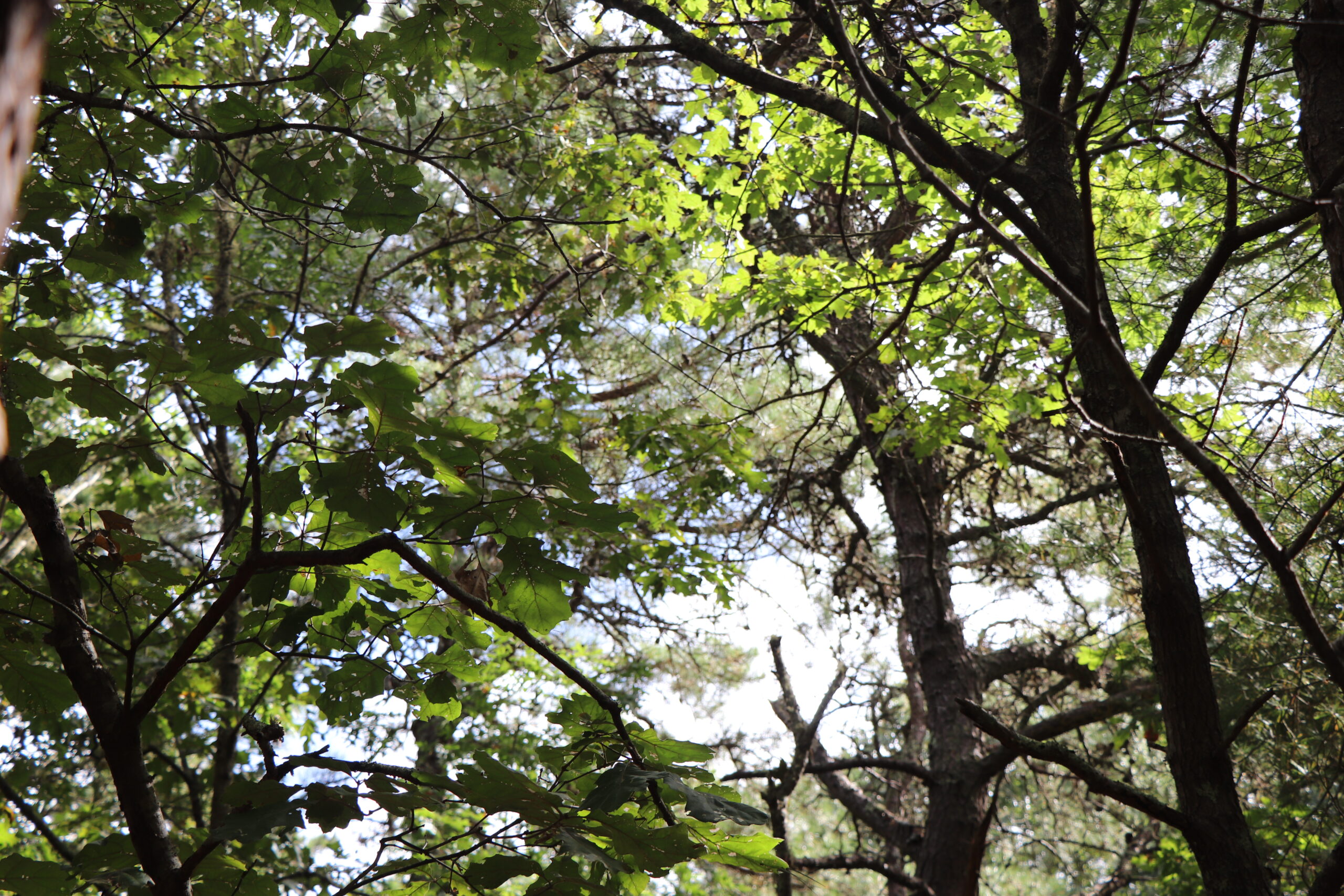 The forest consists mainly of pine and oak trees, and is mapped by the state as critical habitat for Eastern Box turtles, a threatened species.