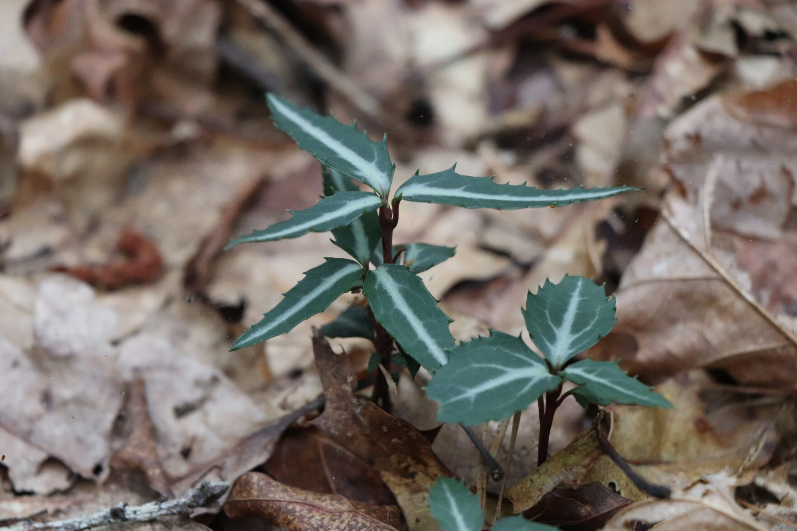 The native spotted pipsissewa is among the property's ground cover plants.