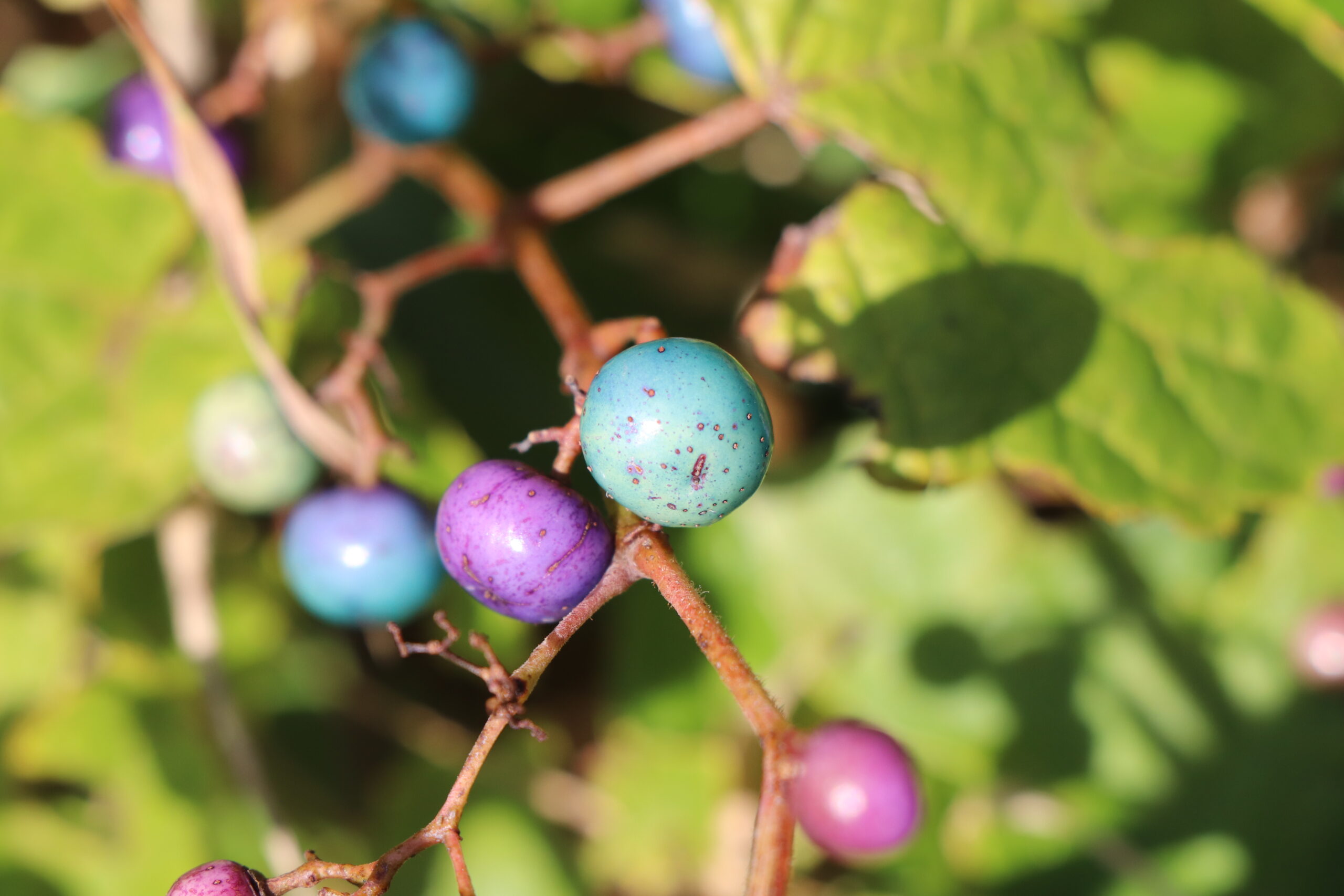 Porcelain berries are purple, blue or turquoise. 