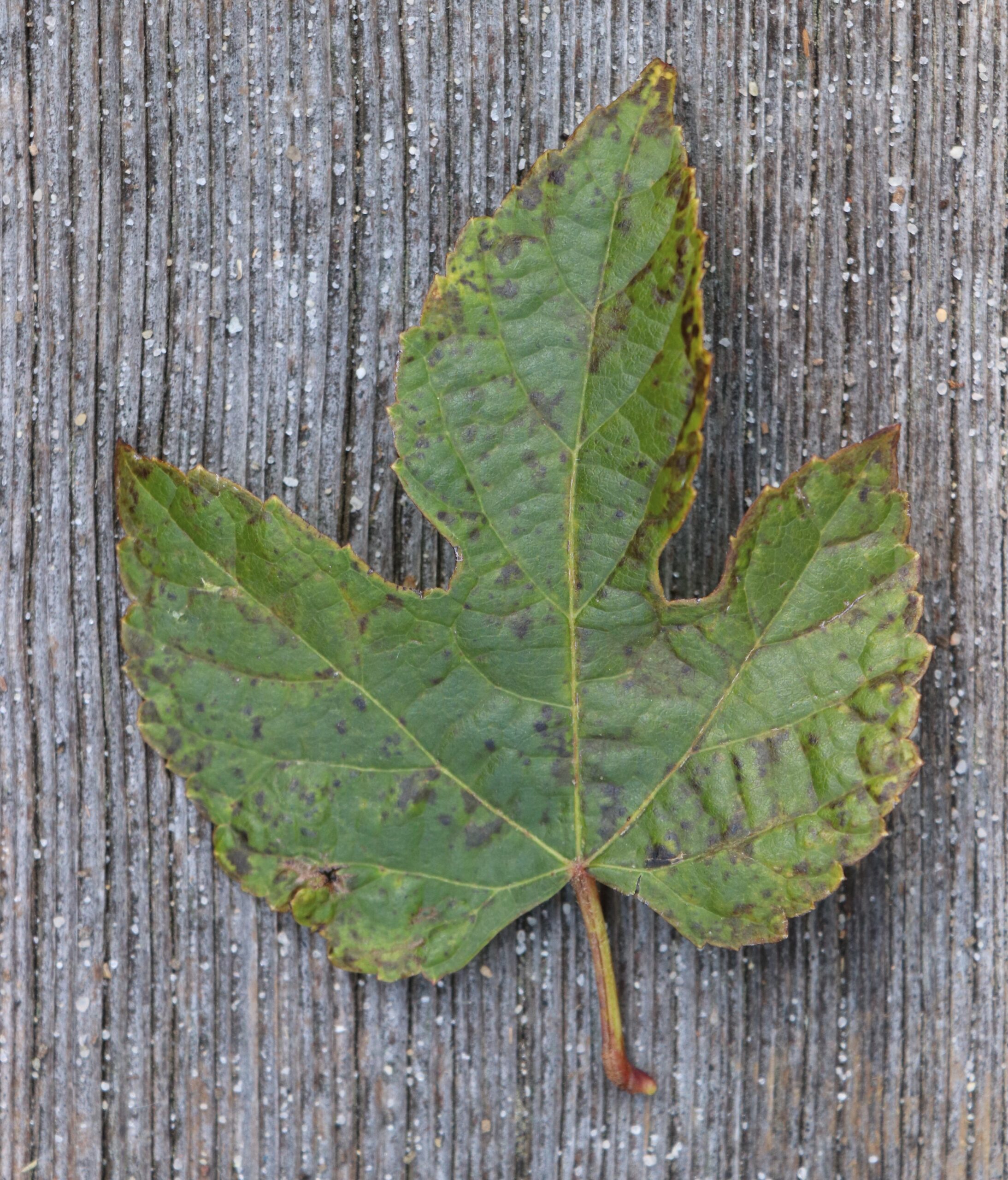 The leaves can have deeply dissected lobes (pictured) or be more oval shaped.