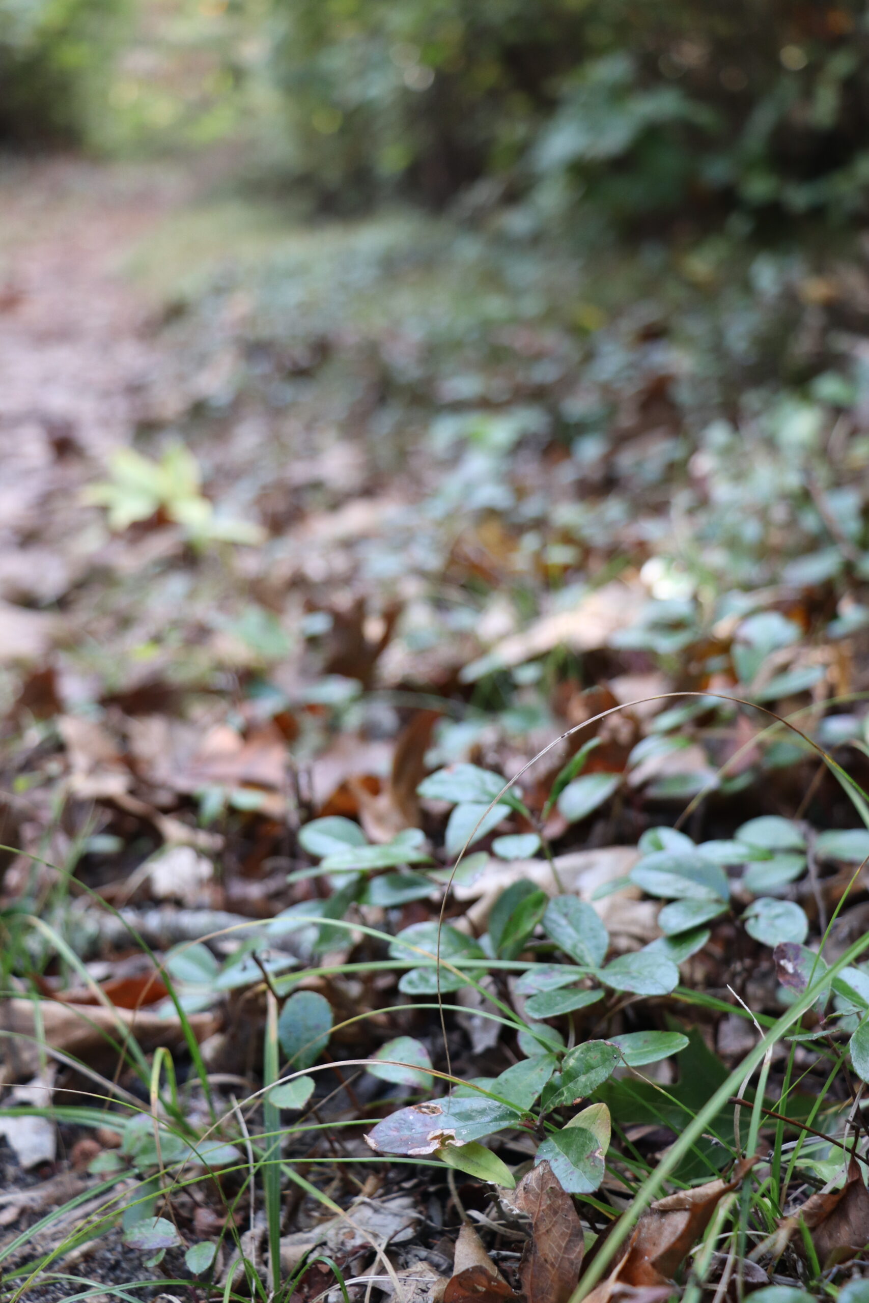 Wintergreen, a low ground-cover plant, grows abundantly along woodland trail edges.