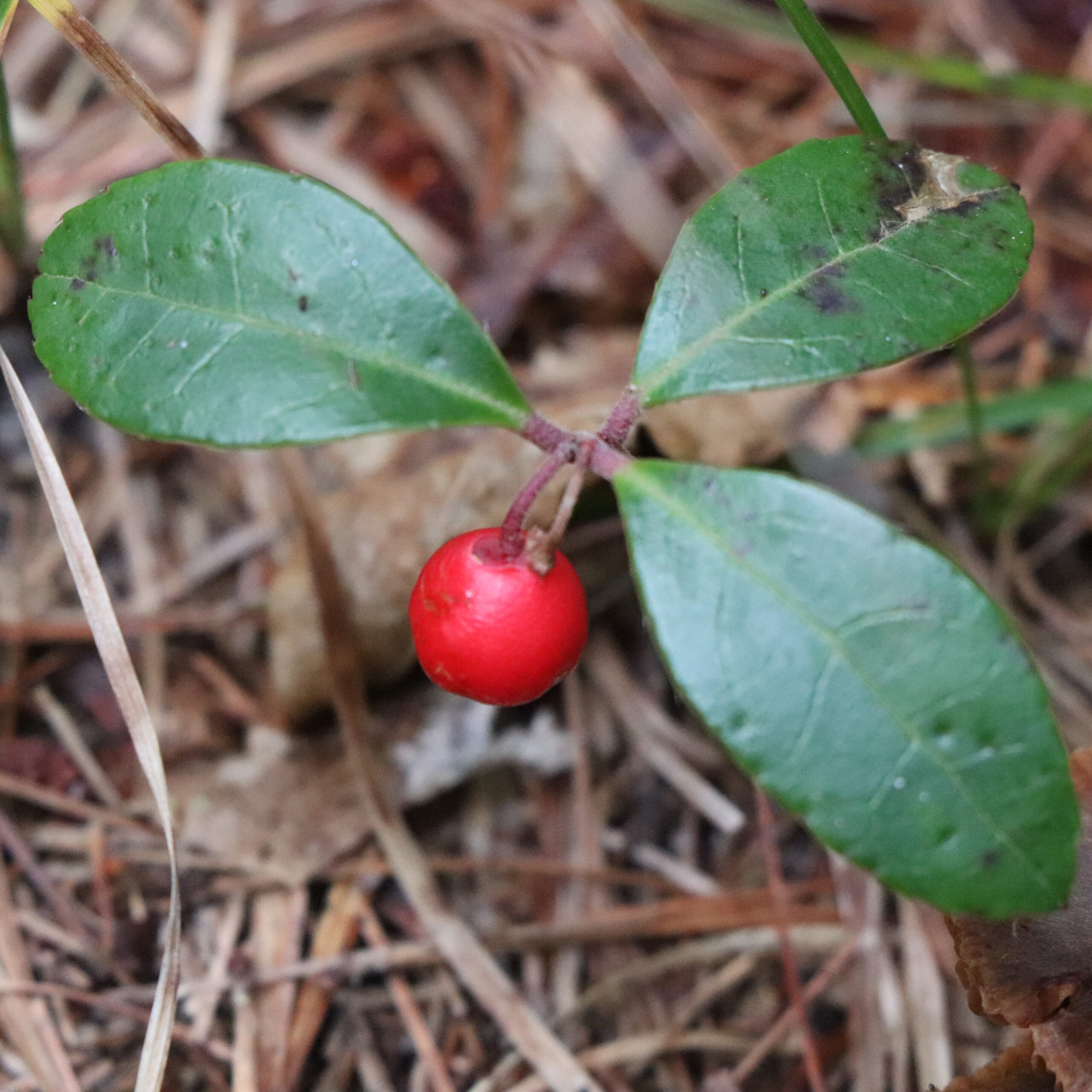 One to two red berries will ripen under the oval leaves in late October. Wintergreen berries are edible, but always be certain you've correctly identified the plant before eating it.