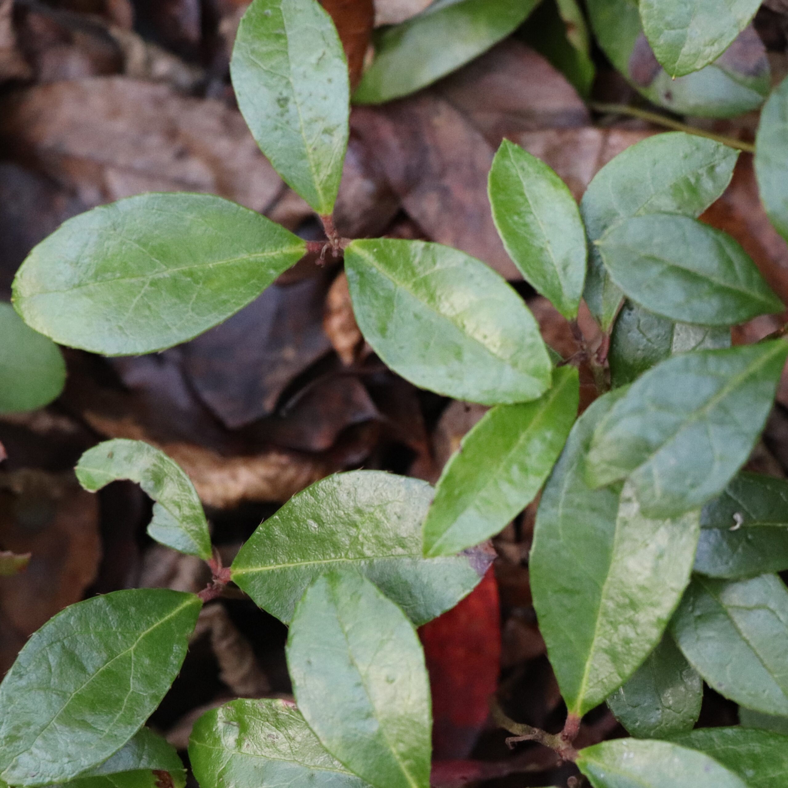 When crushed, the evergreen leaves give off a wonderfully minty smell. 