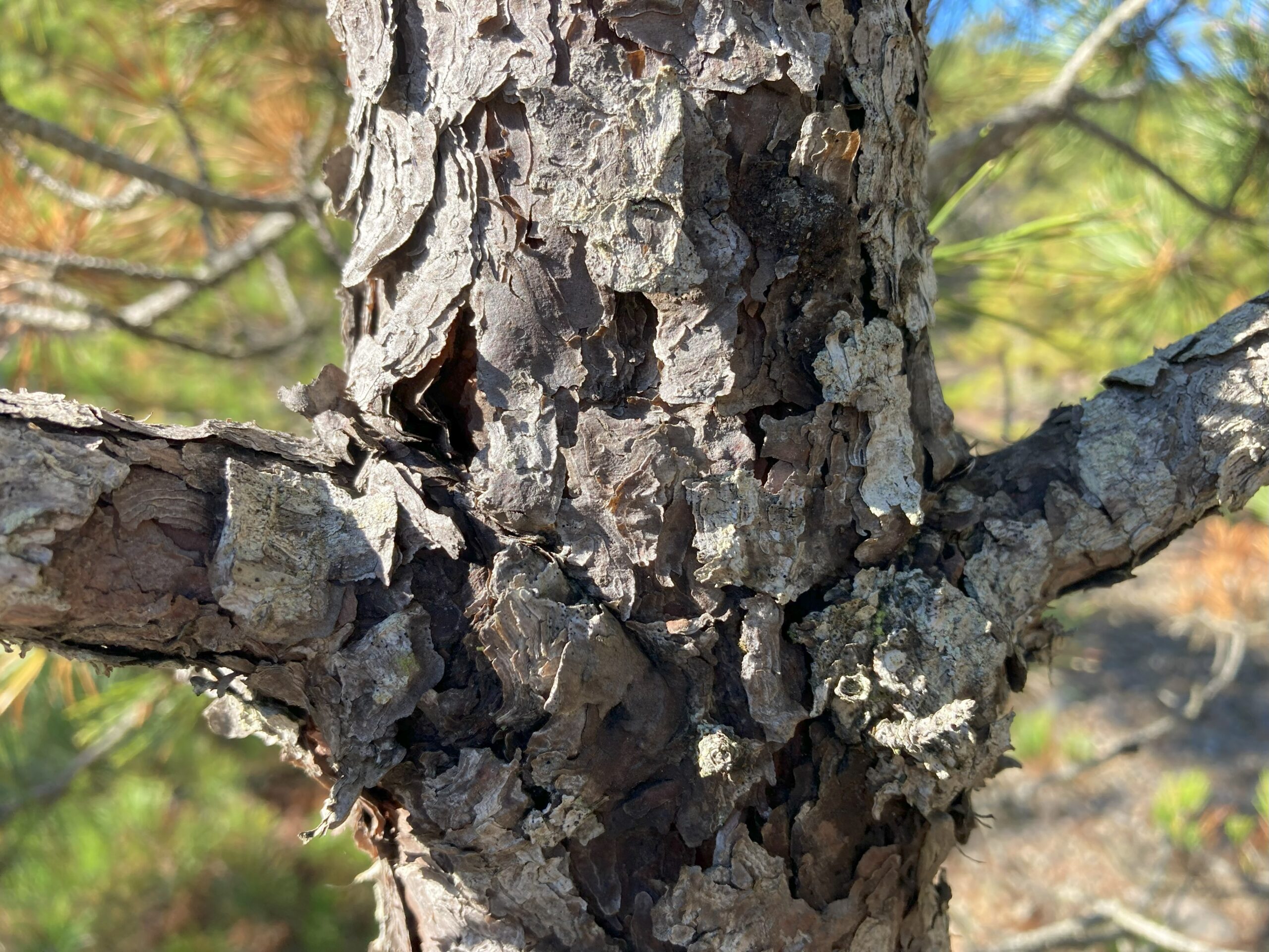 The bark of pitch pines is usually very scaly, while the white pine bark is less scaly.