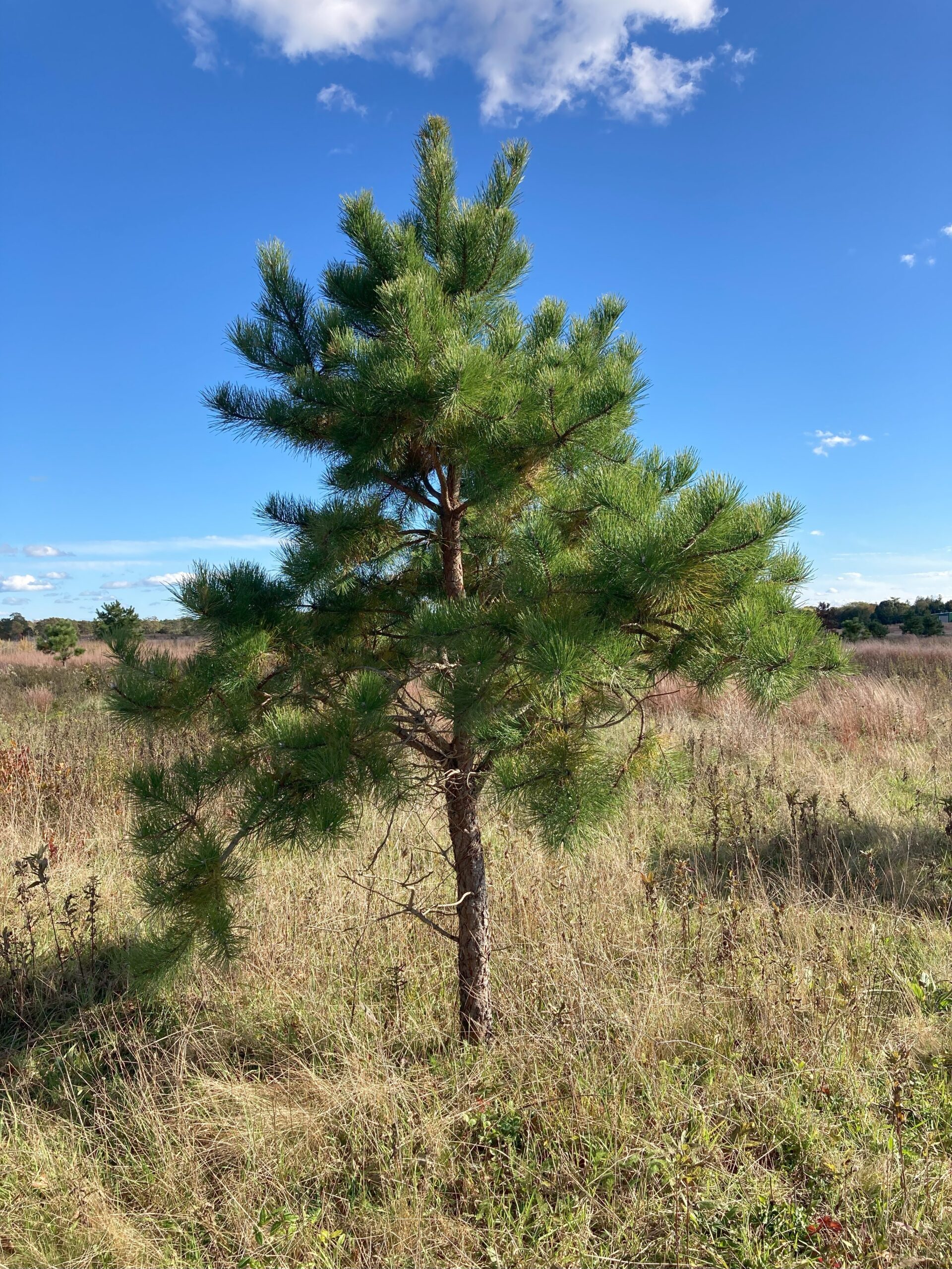 Pitch pines do not grow as tall as white pines; their trunks often have a slight squiggle to them. 