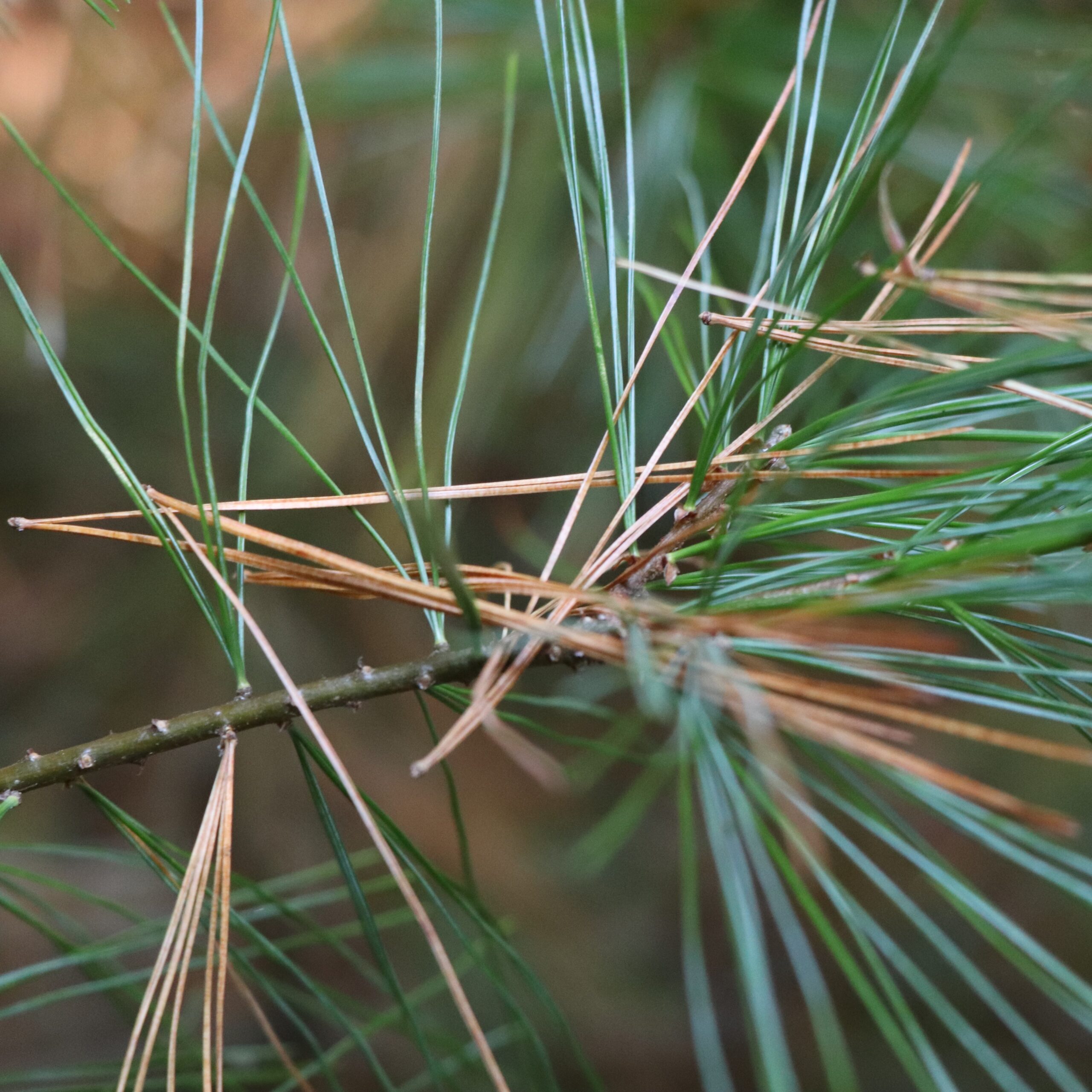 Pines shed some of their older, inner needles in fall. 