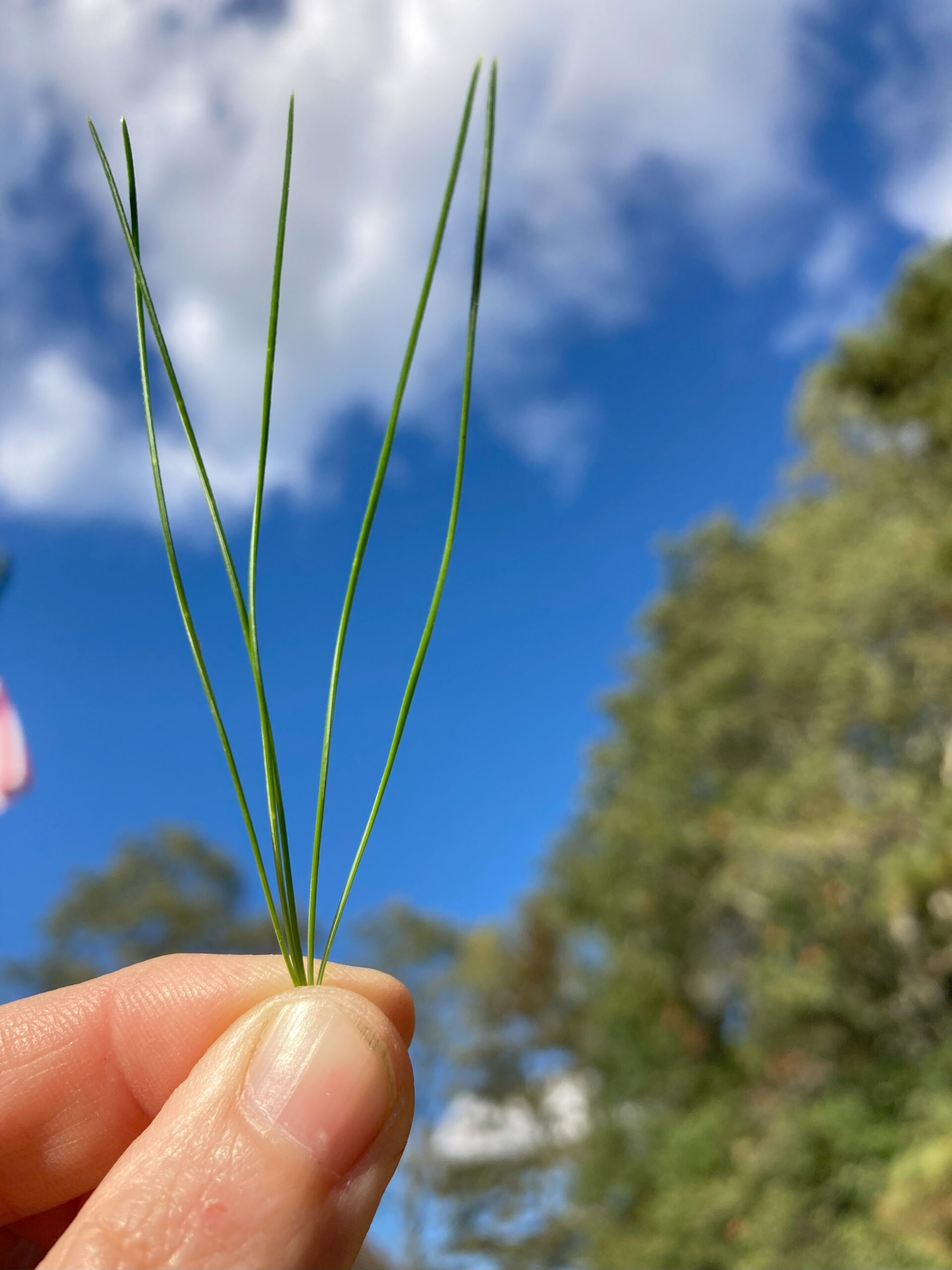 Eastern white pine needles come in bundles of five. You can remember this because W-H-I-T-E has five letters.