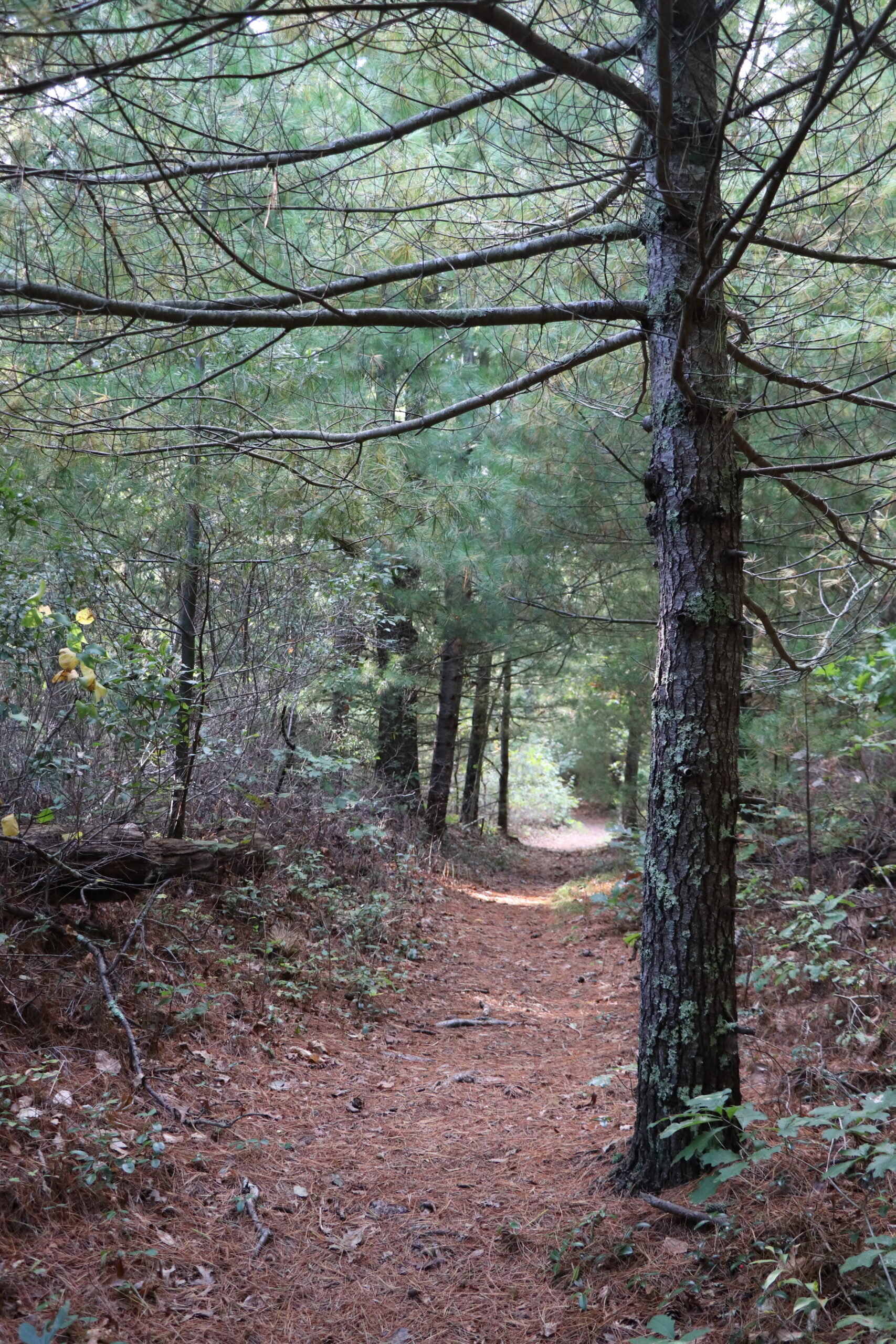 White pines have very straight trunks. Their branches grow horizontally in whorls directly opposite each other on the trunk, rather than alternating branches. Pitch pine branches also grow in whorls, but slant upwards.