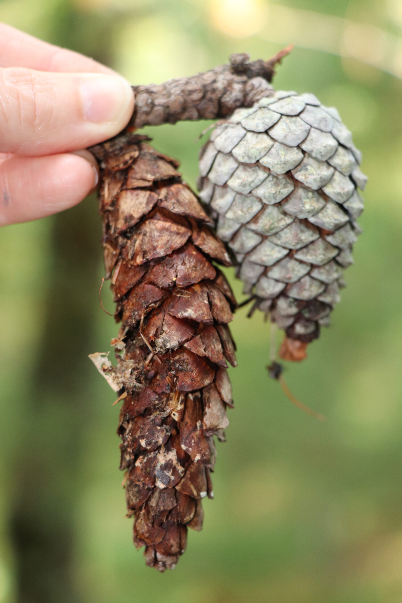 White pine cones (left) are long and slender while pitch pine cones are short and stouter. 