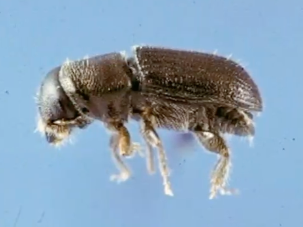 South Pine Beetle