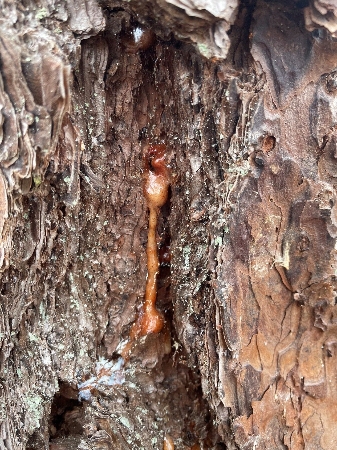 A sap glob forms where the beetles invades.