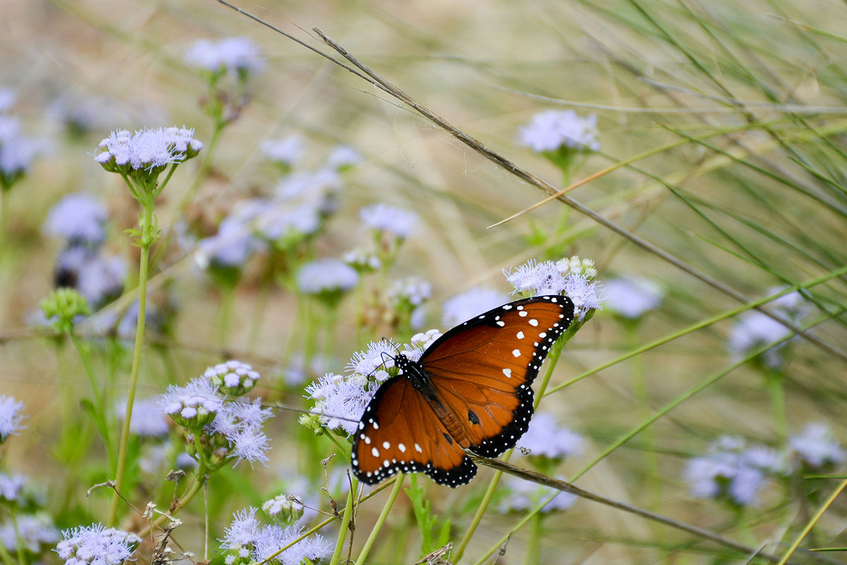 butterfly