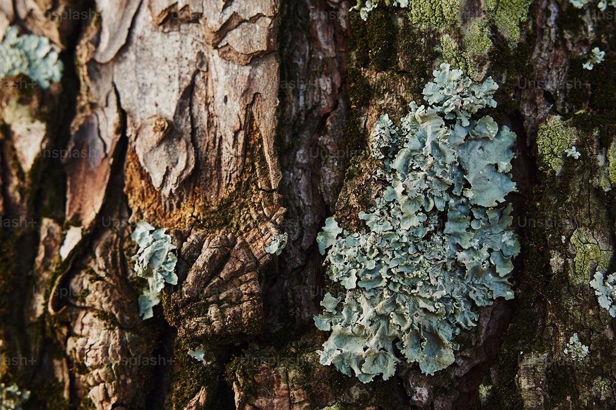 lichen