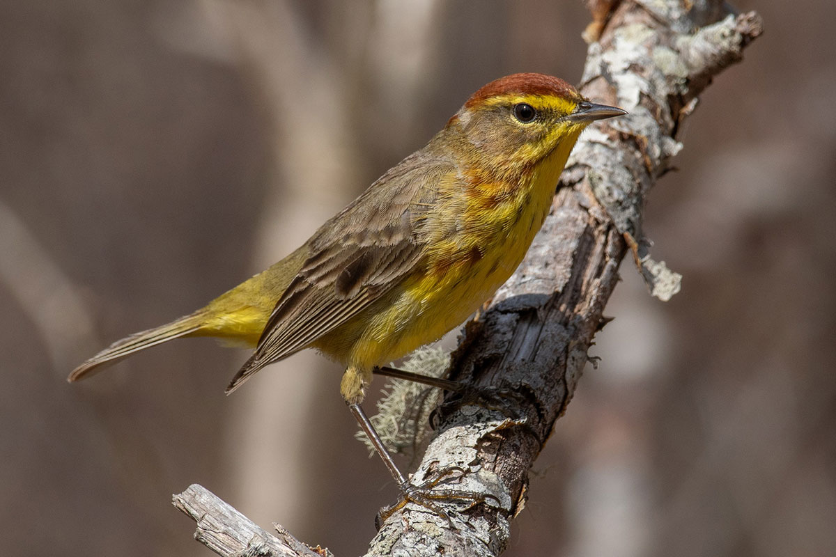 Palm Warbler