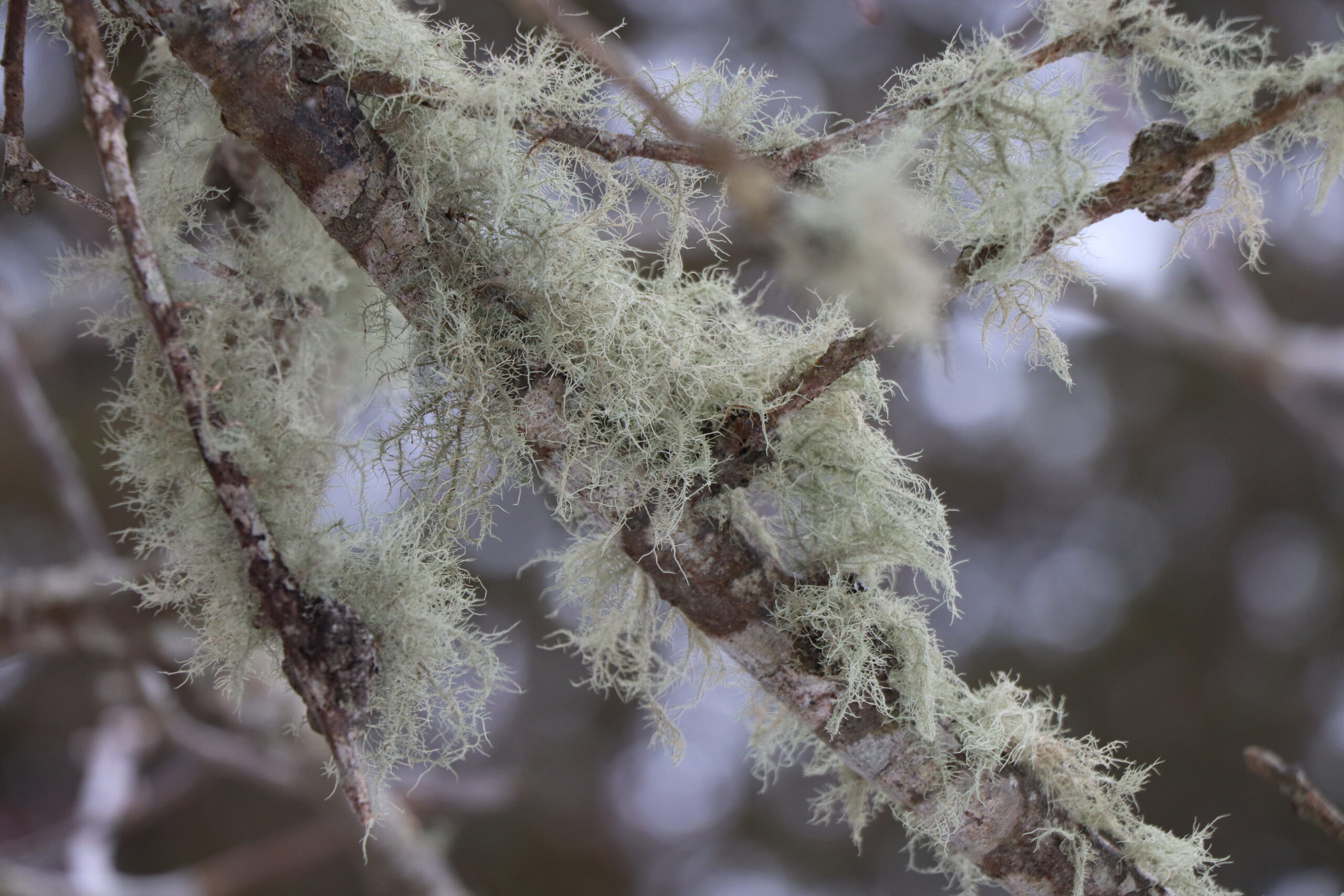 Lichens do not harm the trees they grow on.