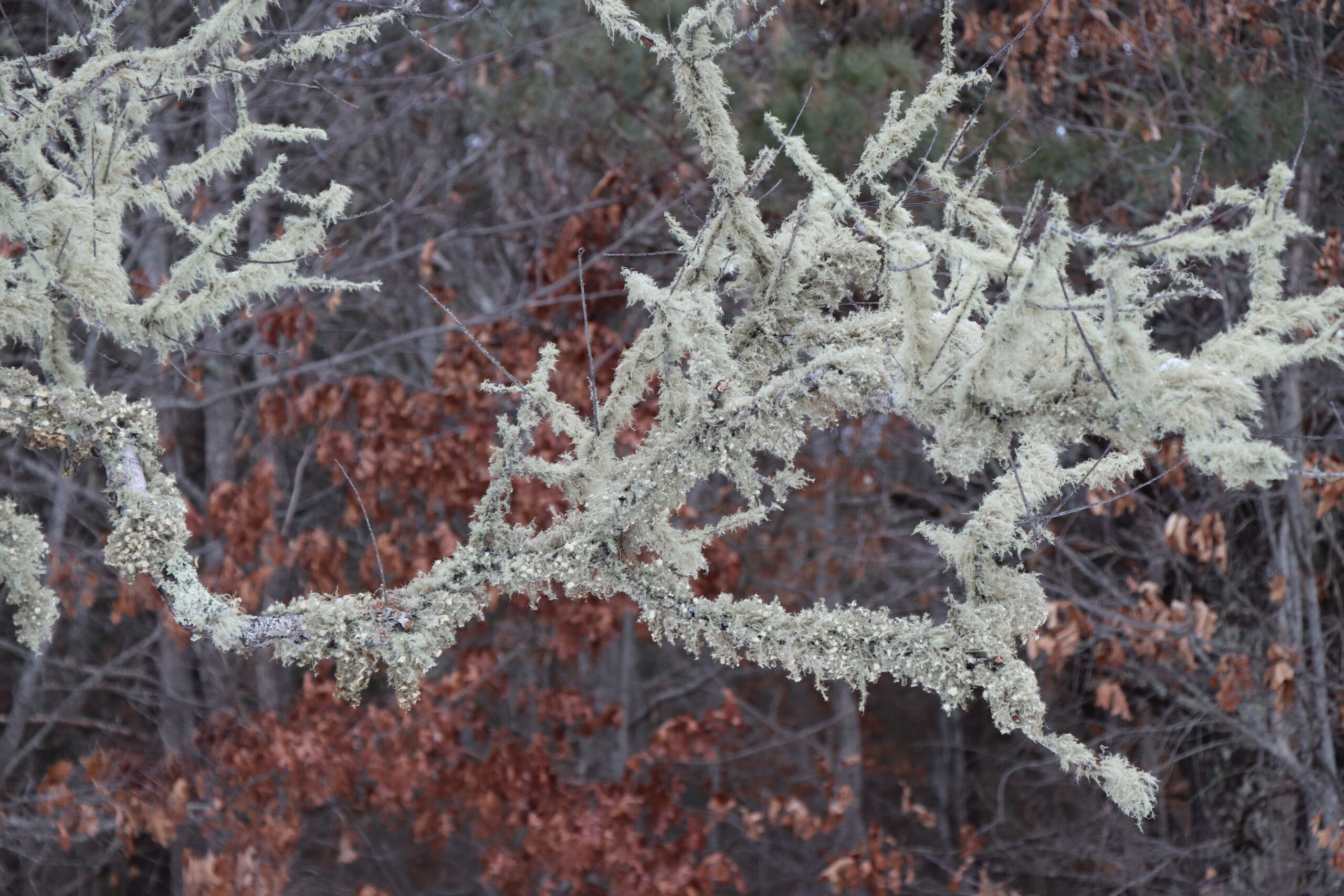 Lichens are a symbiotic organizism consistng of a fungus and an algae or cyanobacteria. The fungus provides the structure and the algea provides the food through photosynthesis.