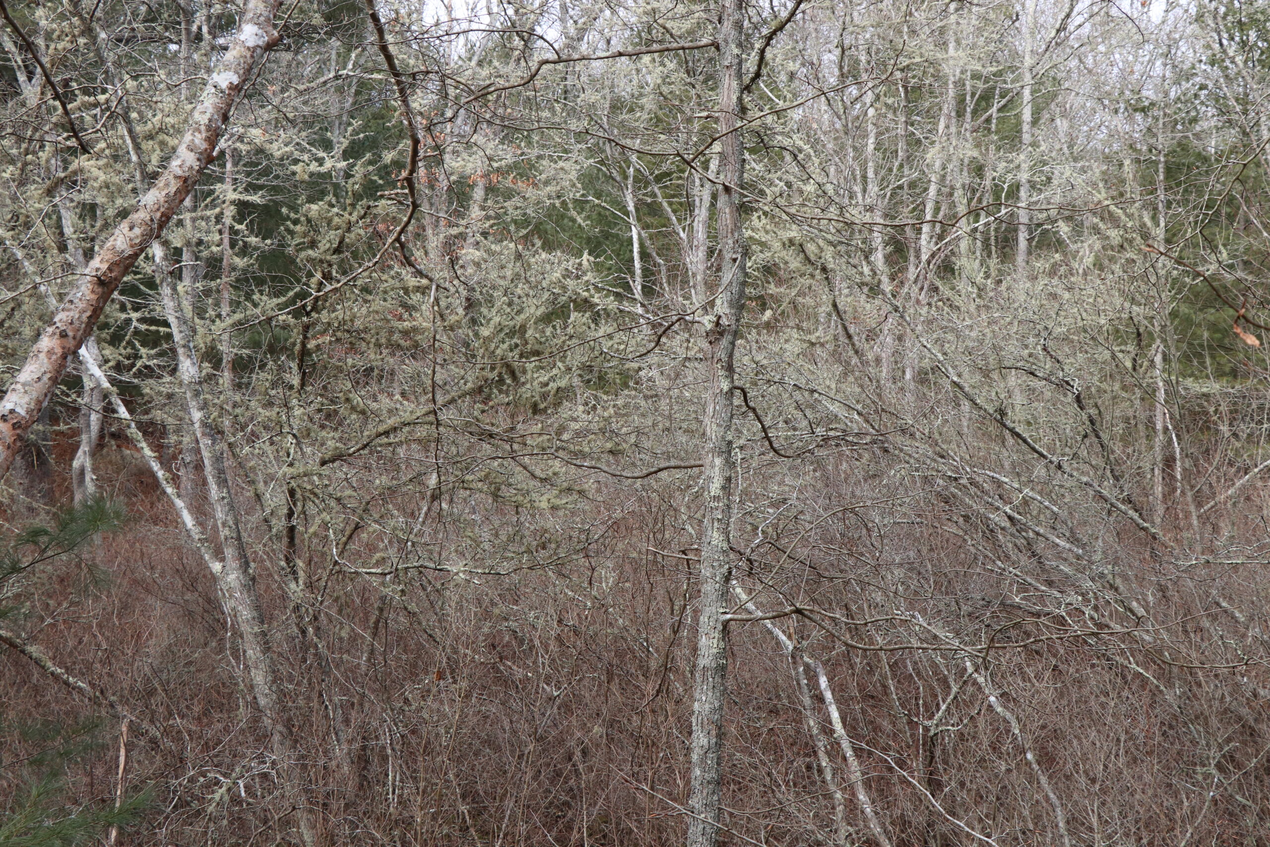 Bushy Beard Lichen thrives in sunlight areas, such as this relatively exposed vernal pool.