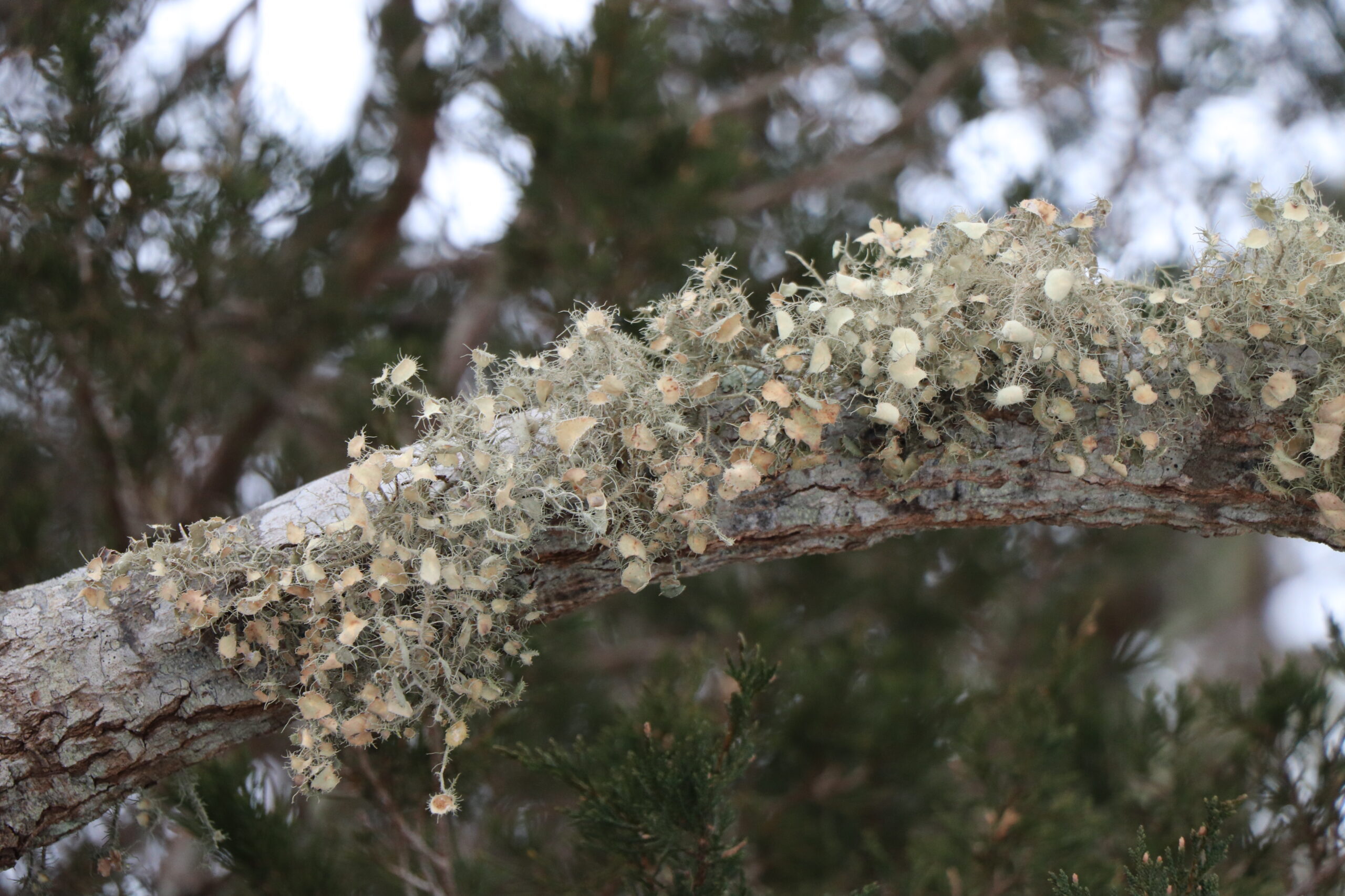 Bushy beard lichens grow flat cup-like structures called apothecium, which play a role in its spore-based reproduction.