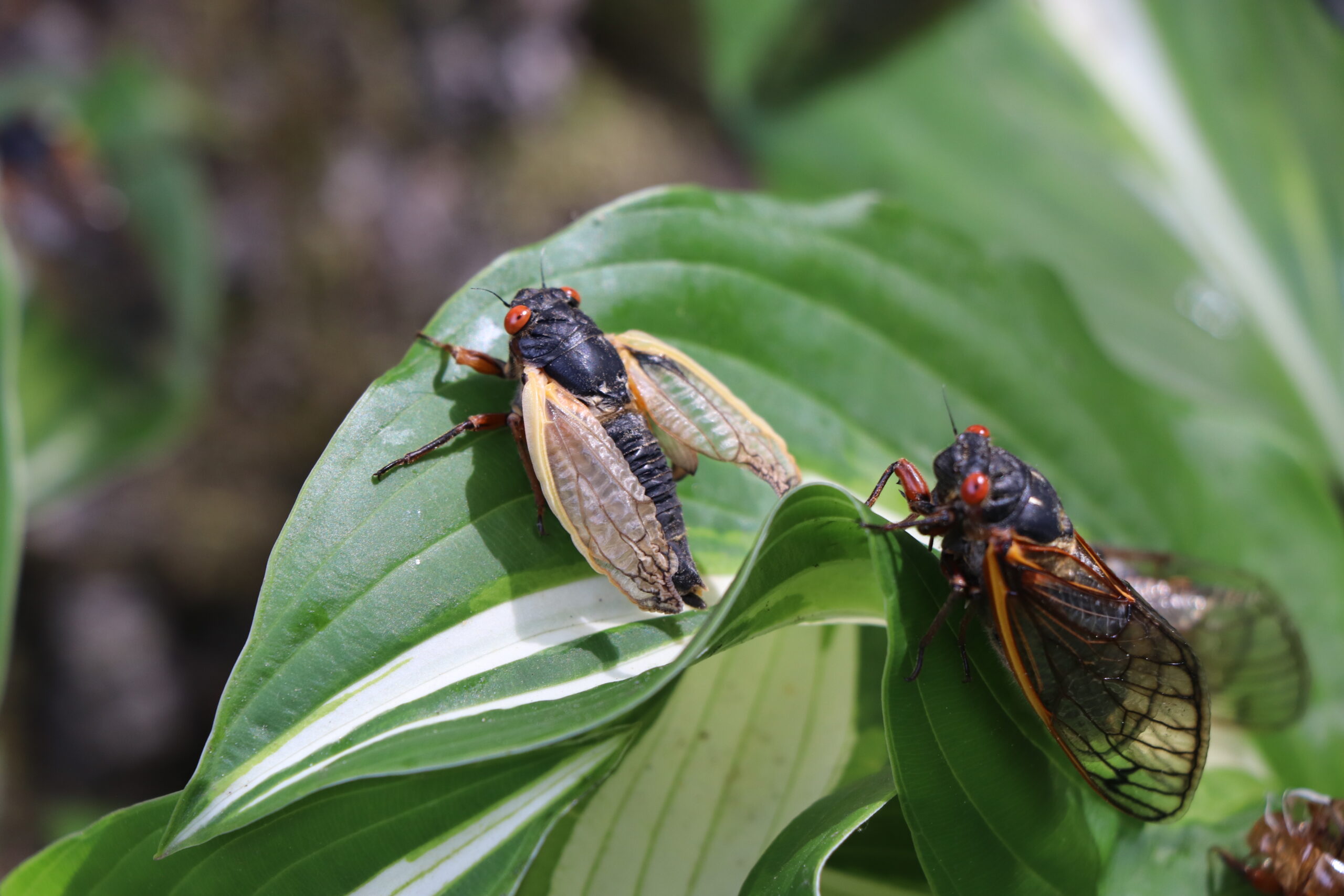 Cicada's wings are pale and flexible when they first emerge.
