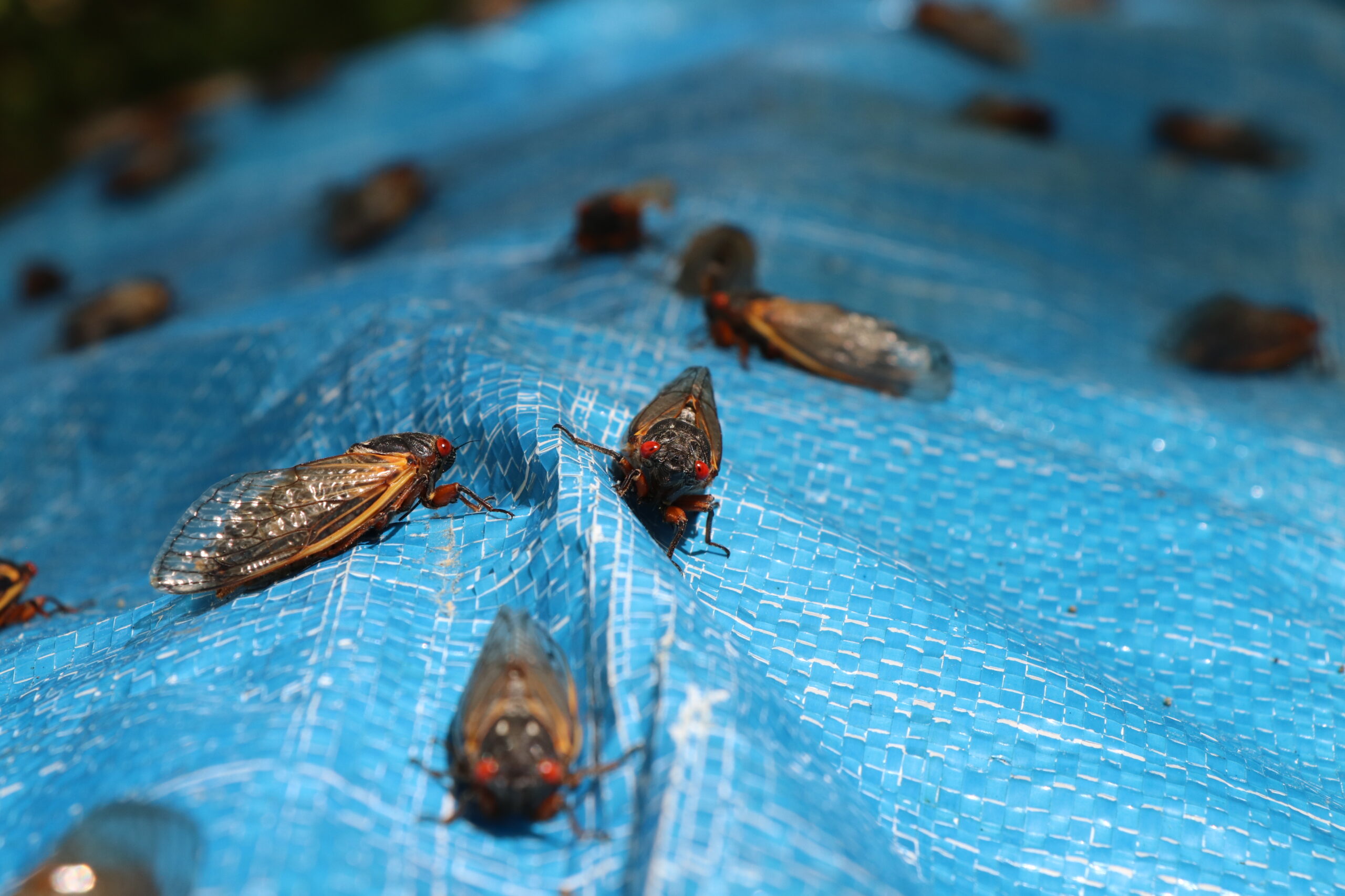 Cicadas will cling to many different surfaces.