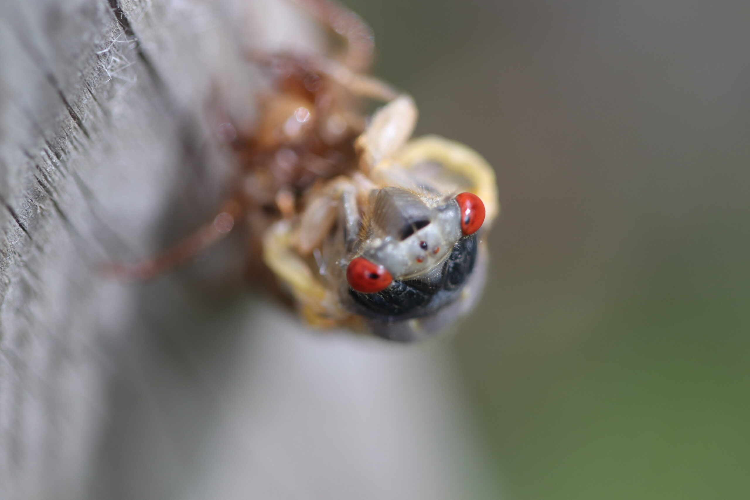 Cicadas suck sap from trees but do not bite.