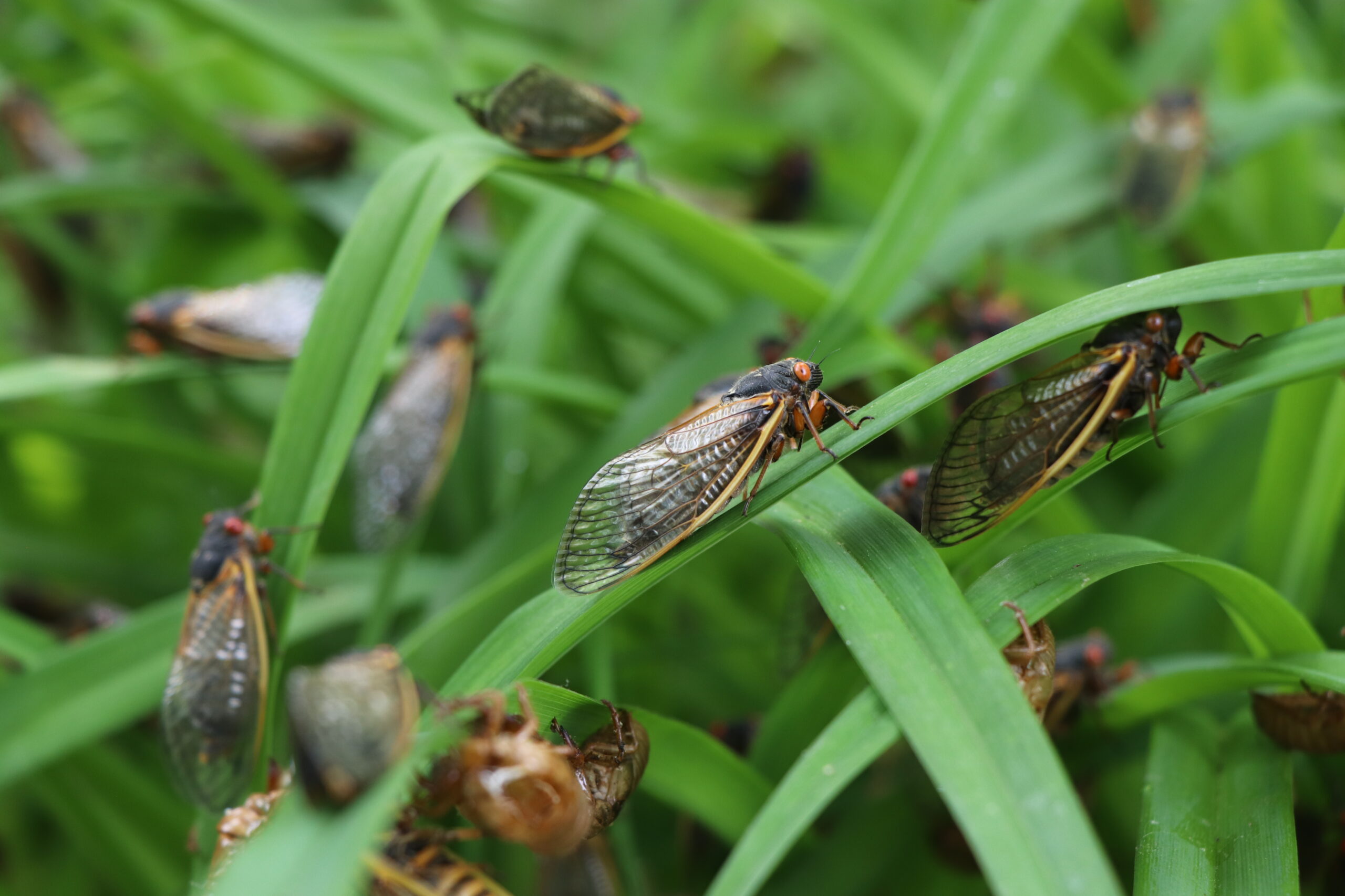 Their buzz will dominate this summer's soundscape.