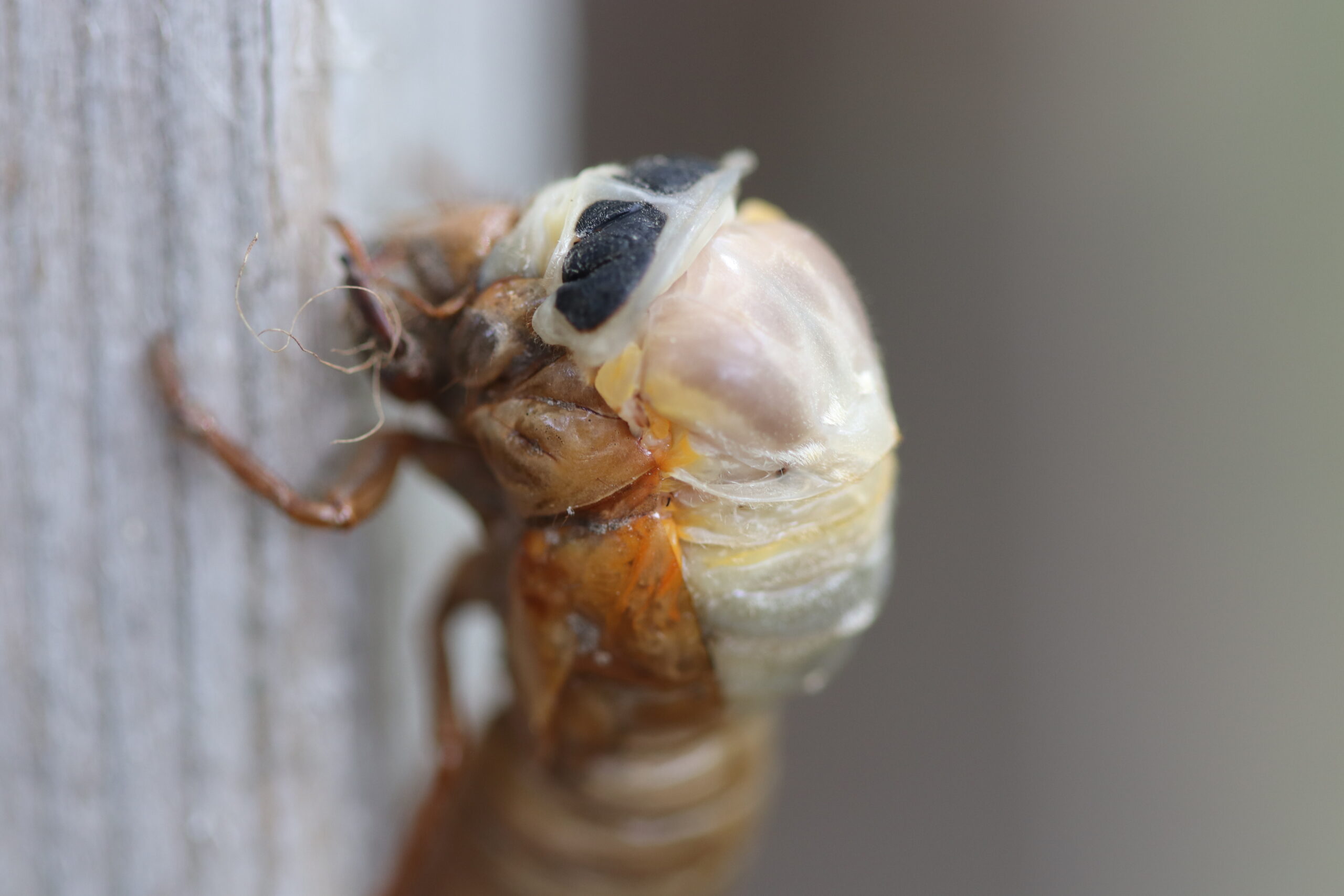 Cicada adults emerge white from their nymph exoskeletons.