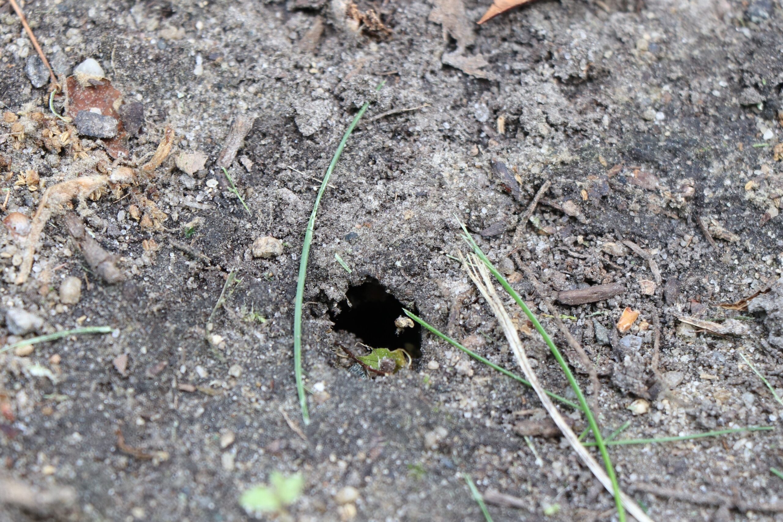 Holes are visible from where the nymphs emerge.