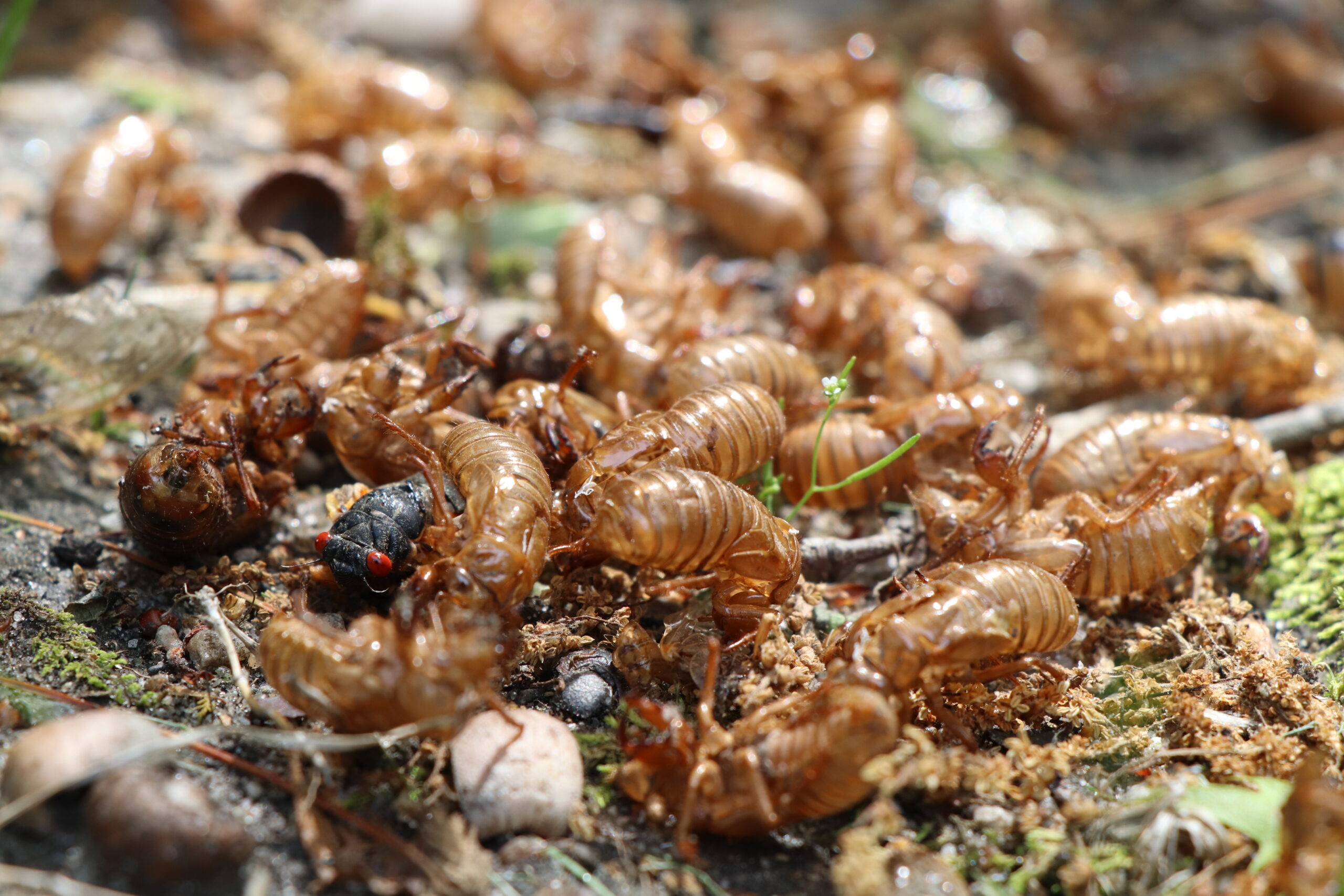 Exoskeletons litter the ground.