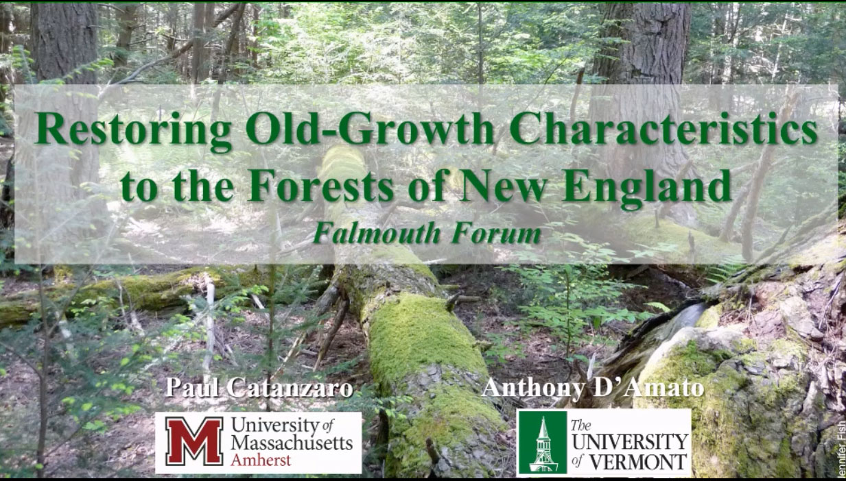 old-growth-forest old growth forest
