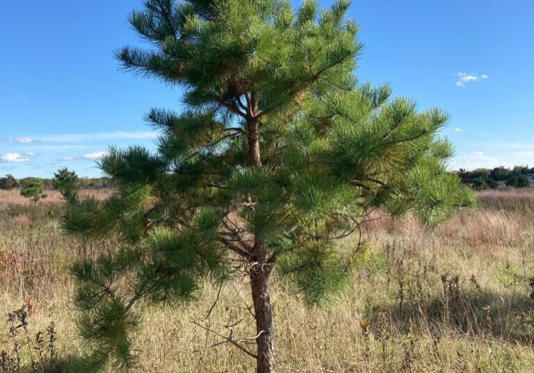 Pitch pines do not grow as tall as white pines; their trunks often have a slight squiggle to them. 