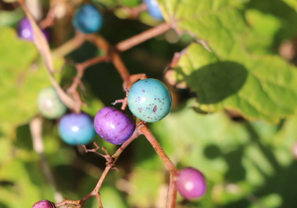 Porcelain berries are purple, blue or turquoise. 