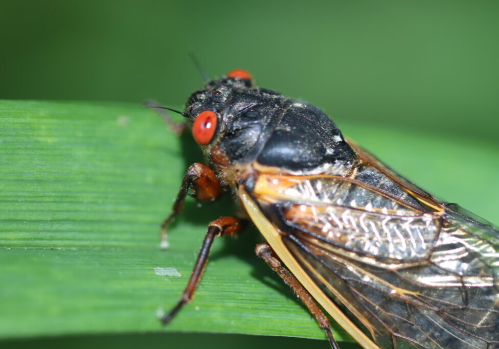 These cicadas live underground for 17 years and then emerge simultaneously.