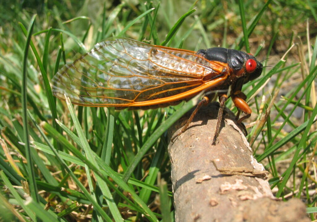 cicada