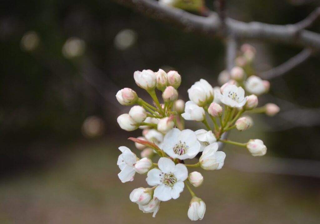 spring blossom at Coonamessett Reservation
