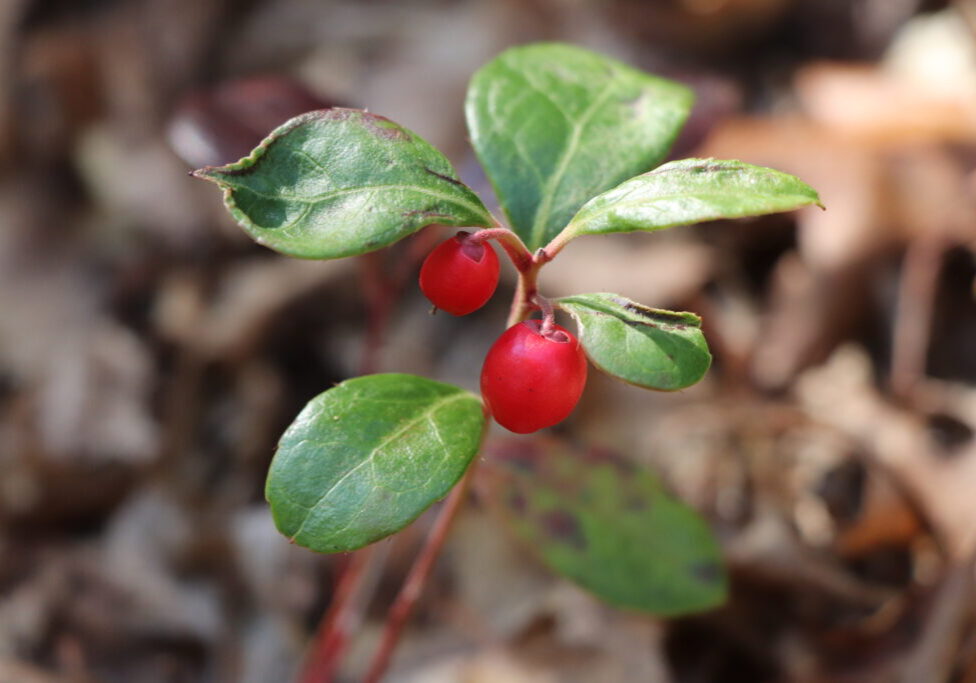 wintergreen 102124