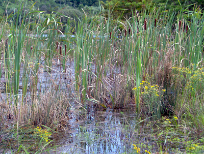 Breivogel Ponds Conservation Area – The 300 Committee Land Trust