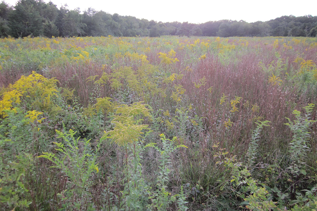coonamesett reservation