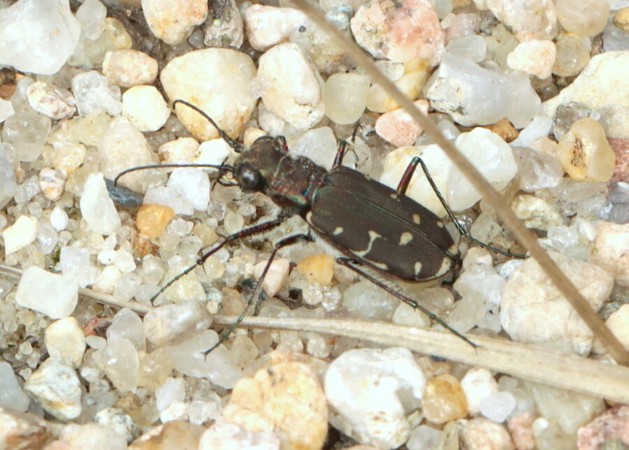 Tiger Beetle. Photo taken with iNaturalist by Jake McCumber. 