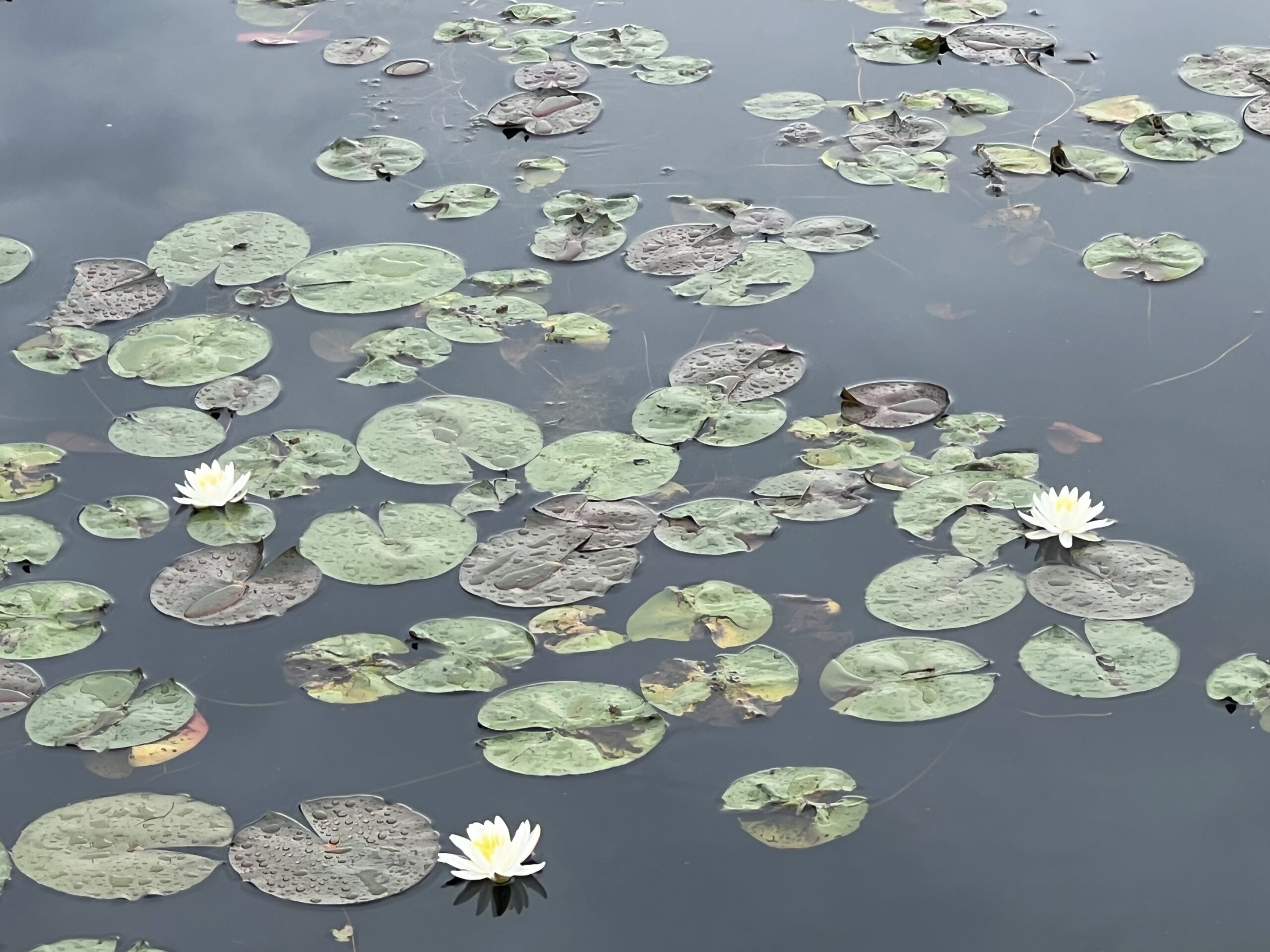 waterlillies