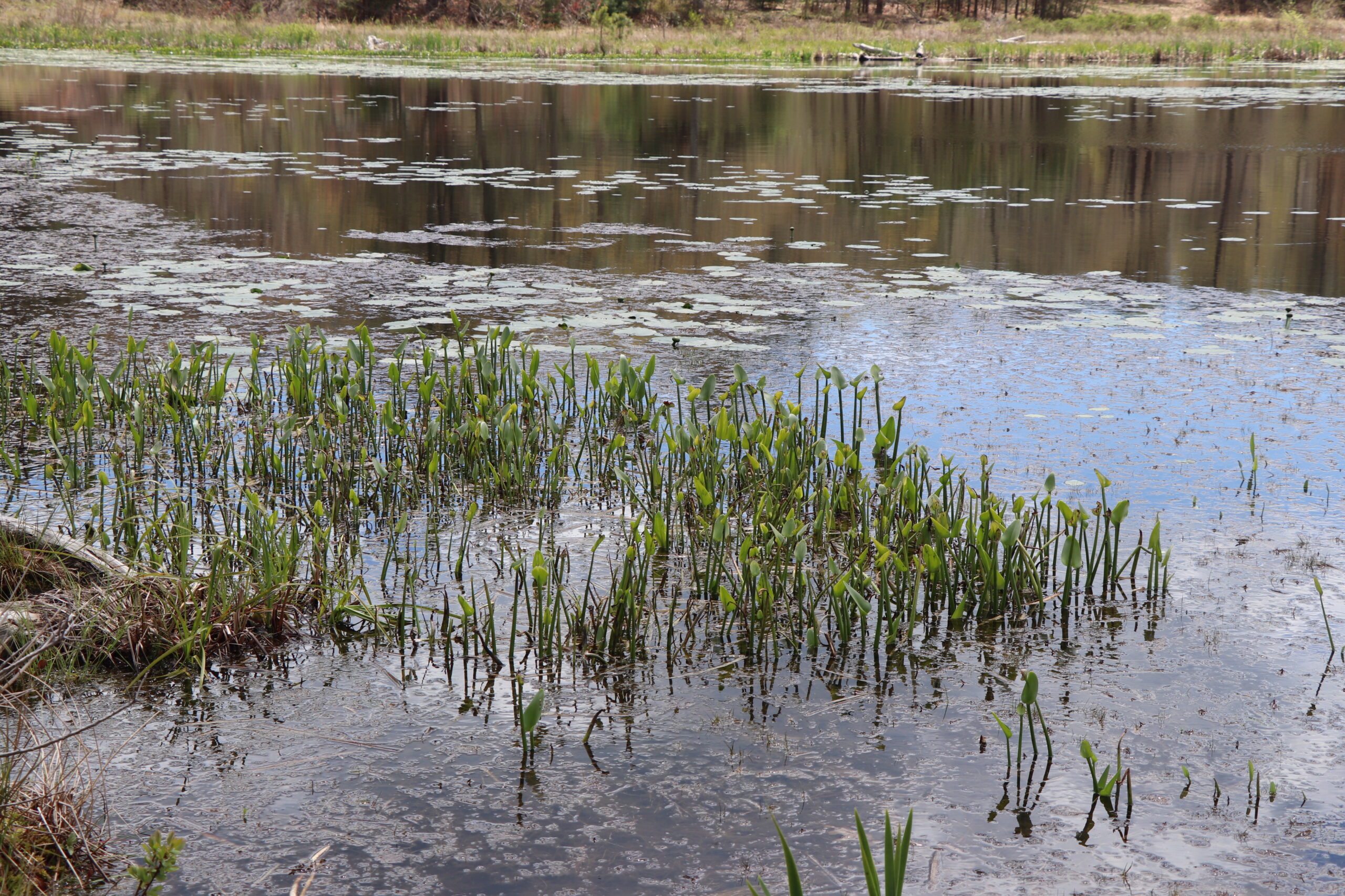 04_2026_Farely_Bog (4)