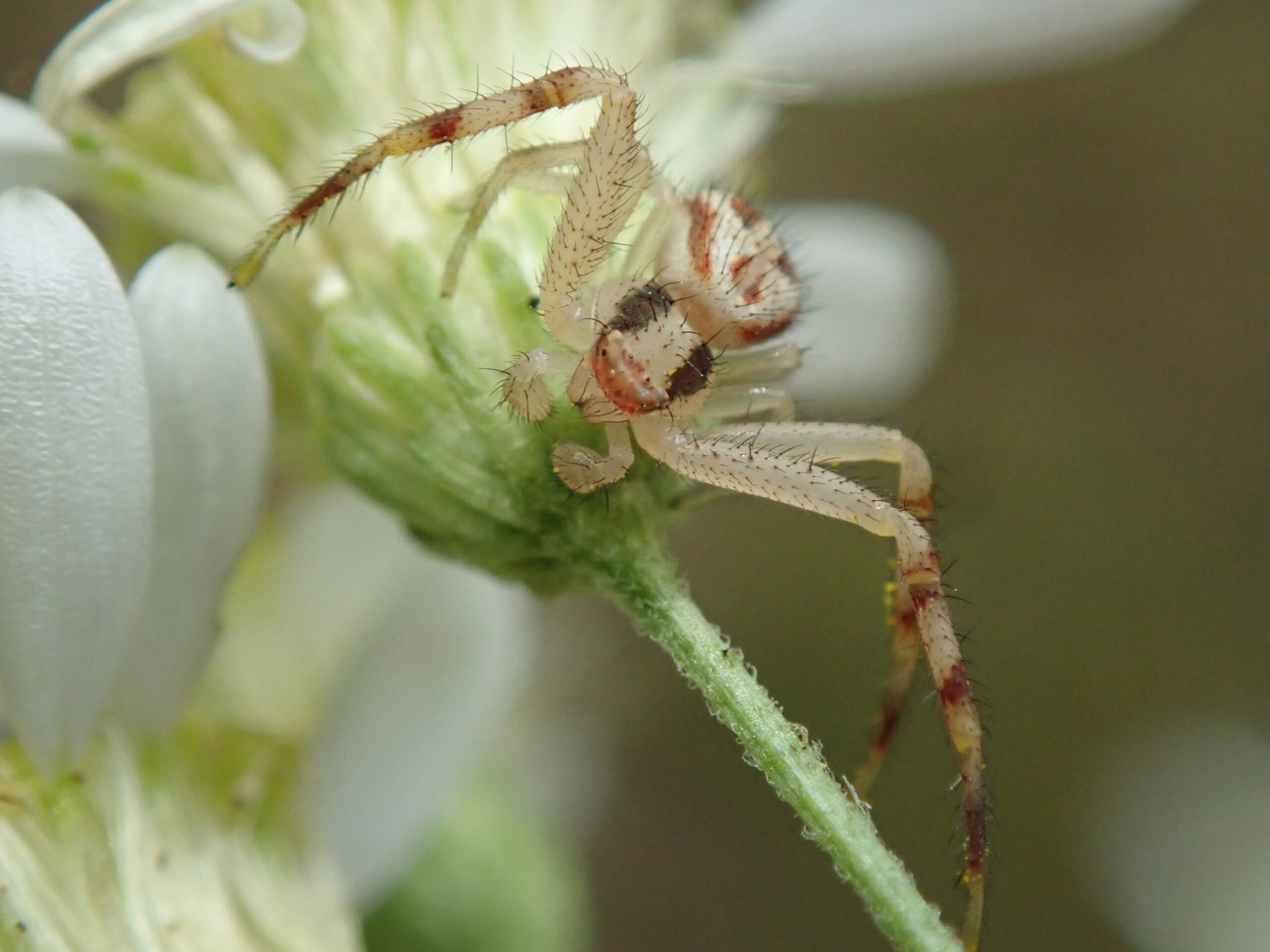 Northern Crab Spider. Photo by Rusty Adelstein.