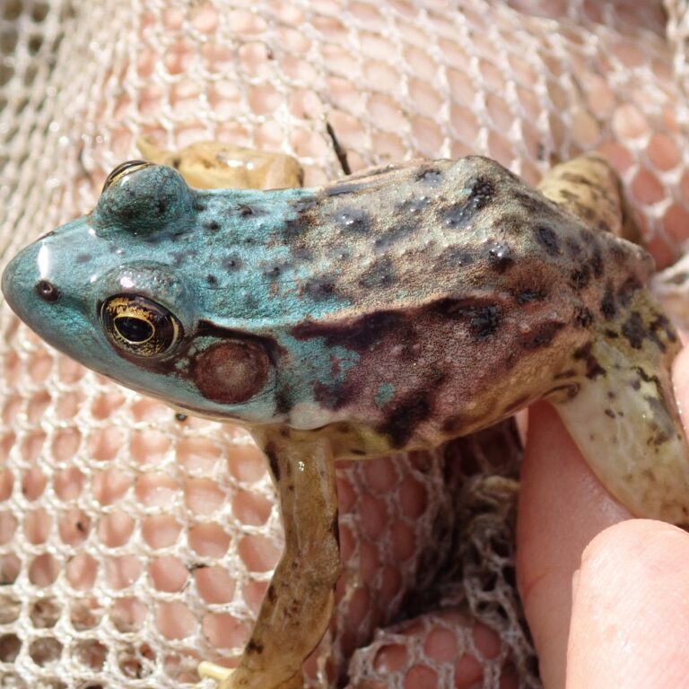 Unusual blue-green frog. Photo by Rusty Adelstein. 