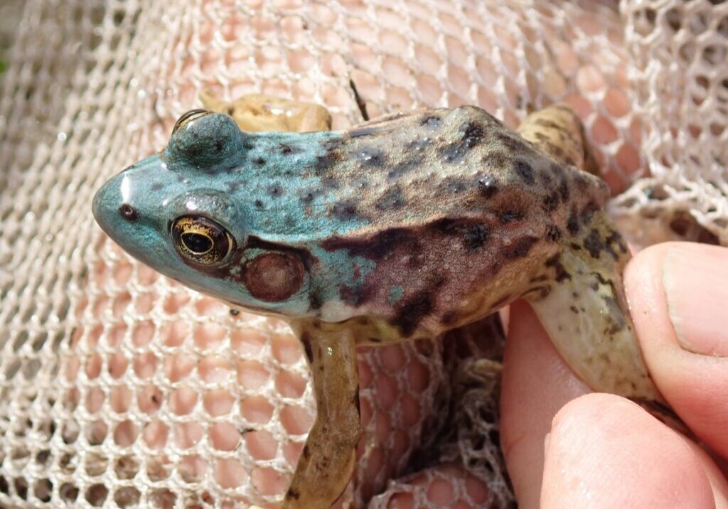 Unusual blue-green frog. Photo by Rusty Adelstein. 