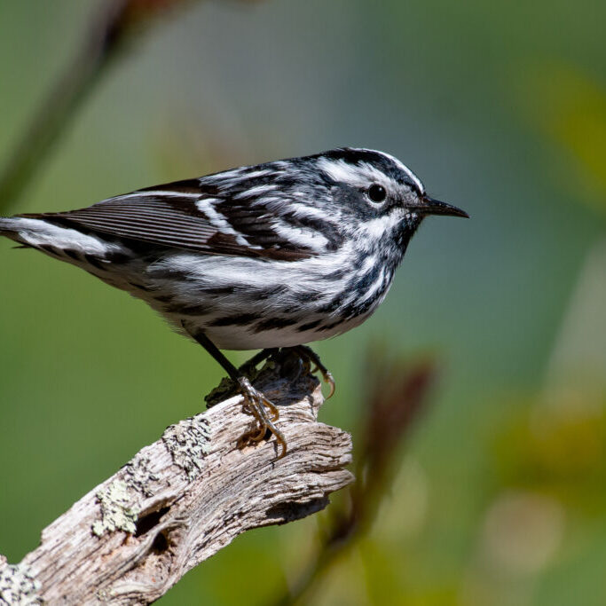 Black-and-white Warbler Spring 2020